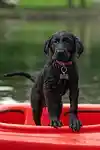 labrador, kayak, black labrador, pet, border collie, nature, dog, puppy, swimming, cute, animal